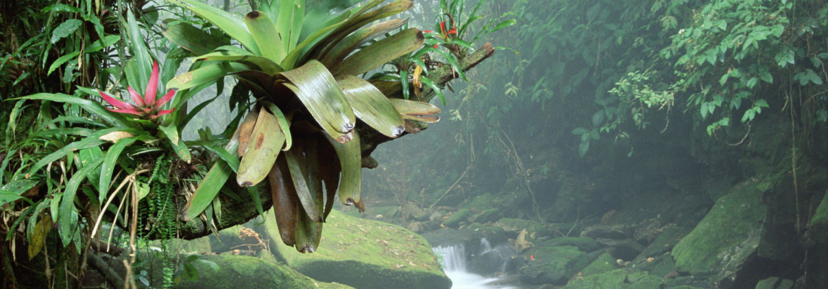 BROMELIADS GROWING ALONG STREAM IN BOCAINA NATIONAL PARK, ATLANTIC RAINFOREST, BRAZIL
